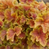Heuchera 'Happy Flames' Coral Bells 2 Heuchera 'Happy Flames' Coral Bells -Rare Roots HEUCHERA HAPPY FLAMES