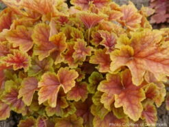 Heuchera 'Happy Flames' Coral Bells