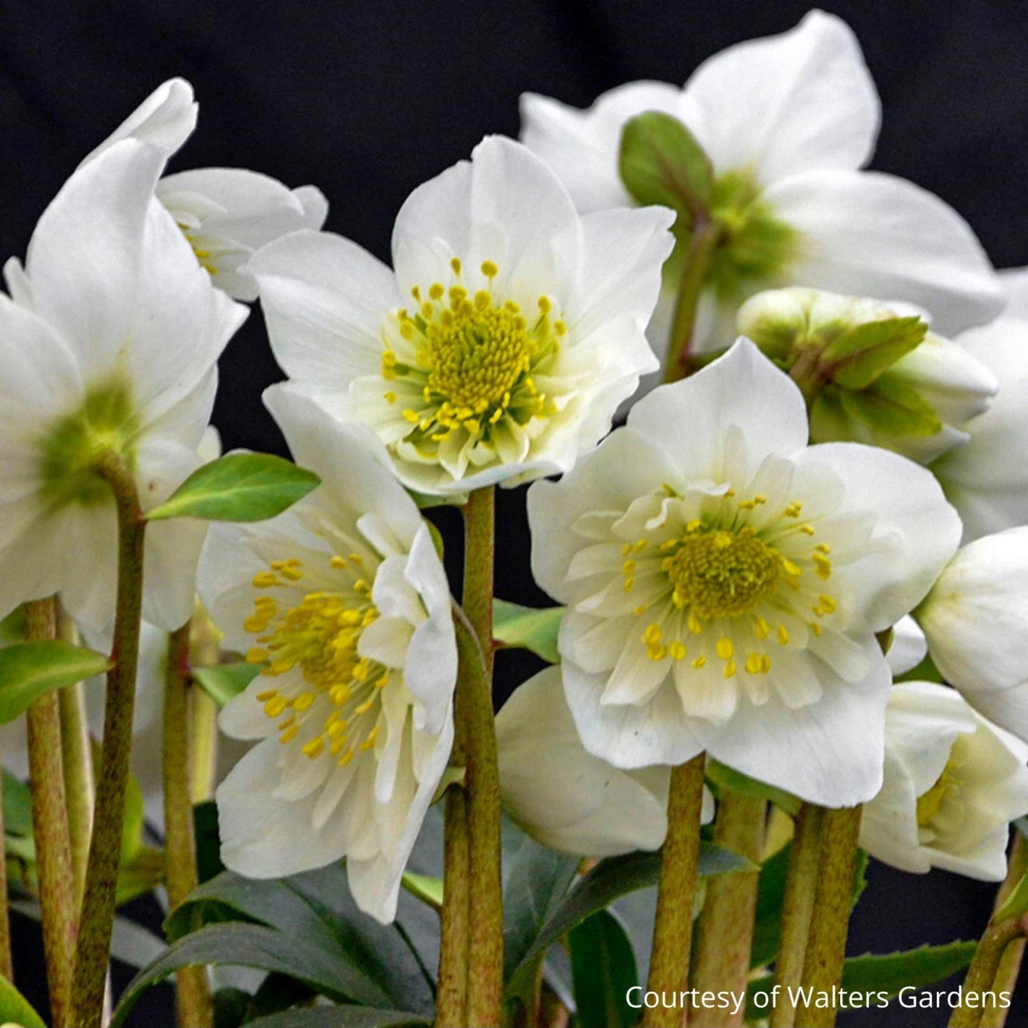 Helleborus Niger 'Snowbells' 4 Helleborus Niger 'Snowbells' - Image 2