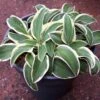 Hosta 'Funny Mouse' Plantain Lily 1 Hosta 'Funny Mouse' Plantain Lily -Rare Roots HOSTA FUNNY MOUSE fd35f496 9fd8 4850 8876 e733dd95a43d
