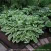 Hosta 'Ginko Craig' Plantain Lily 2 Hosta 'Ginko Craig' Plantain Lily -Rare Roots HOSTA GINKGO CRAIG