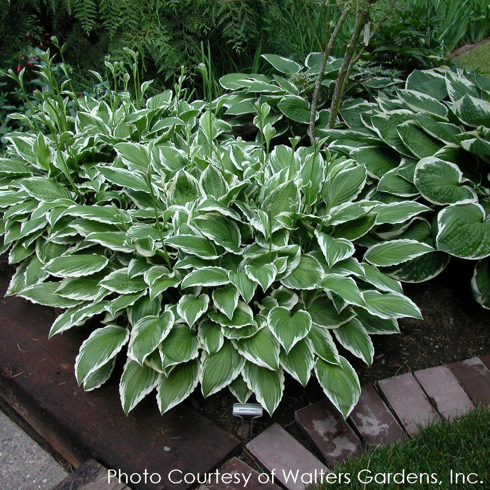 Hosta 'Ginko Craig' Plantain Lily 3 Hosta 'Ginko Craig' Plantain Lily