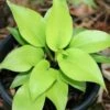 Hosta 'Appletini' Plantain Lily 1 Hosta 'Appletini' Plantain Lily -Rare Roots HST Appletini EZ
