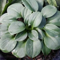 Hosta 'Blue Mouse Ears' Plantain Lily -Rare Roots HST Blue Mouse Ears EZ 004