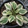 Hosta 'Cameo' Plantain Lily -Rare Roots HST Cameo EZ