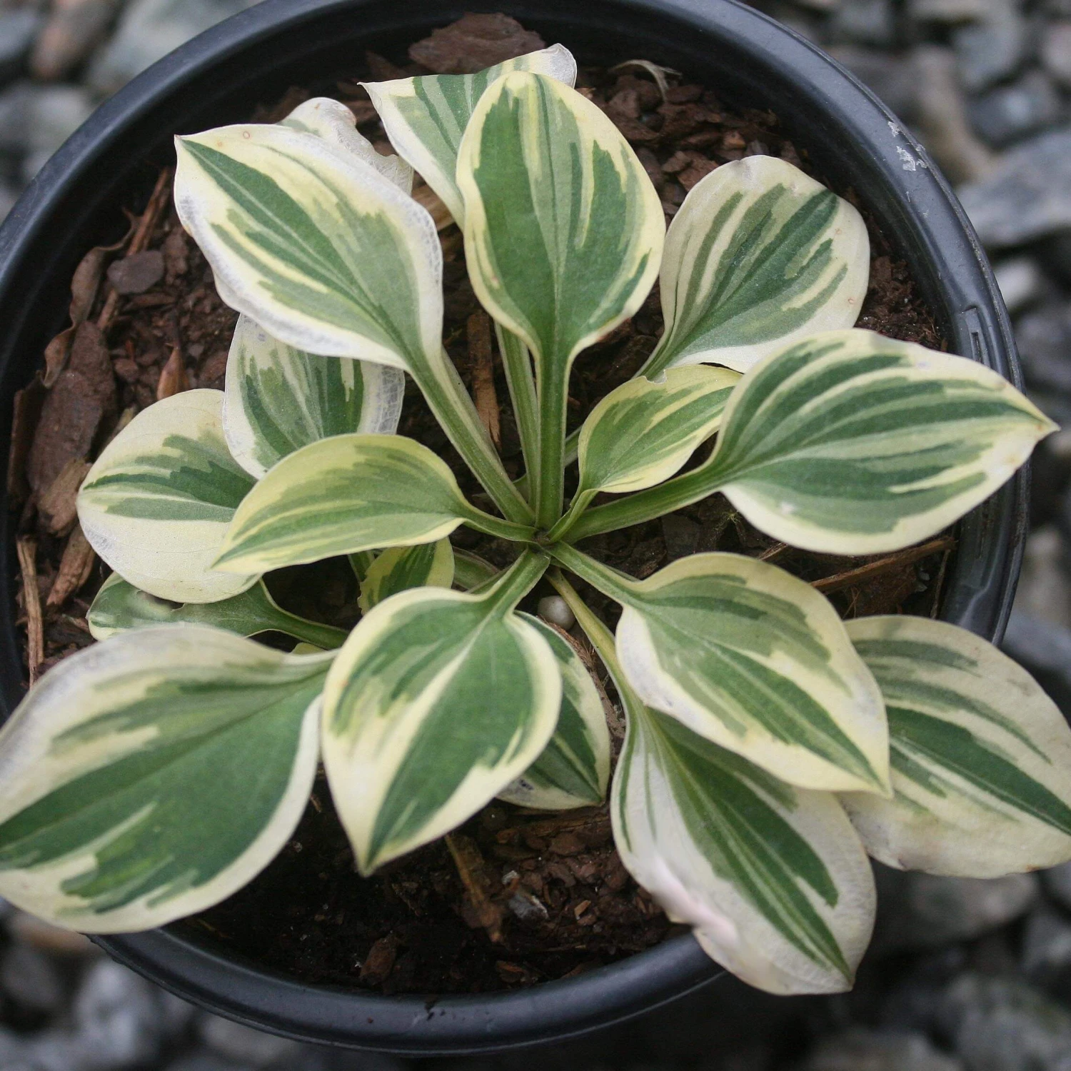 Hosta 'Cameo' Plantain Lily 3 Hosta 'Cameo' Plantain Lily