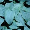 Hosta 'Fragrant Blue' Plantain Lily 2 Hosta 'Fragrant Blue' Plantain Lily -Rare Roots HST Fragrant Blue spi