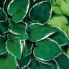 Hosta 'Francee' Plantain Lily -Rare Roots HST Francee wg