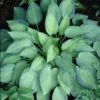 Hosta 'June' Plantain Lily -Rare Roots HST June EZ