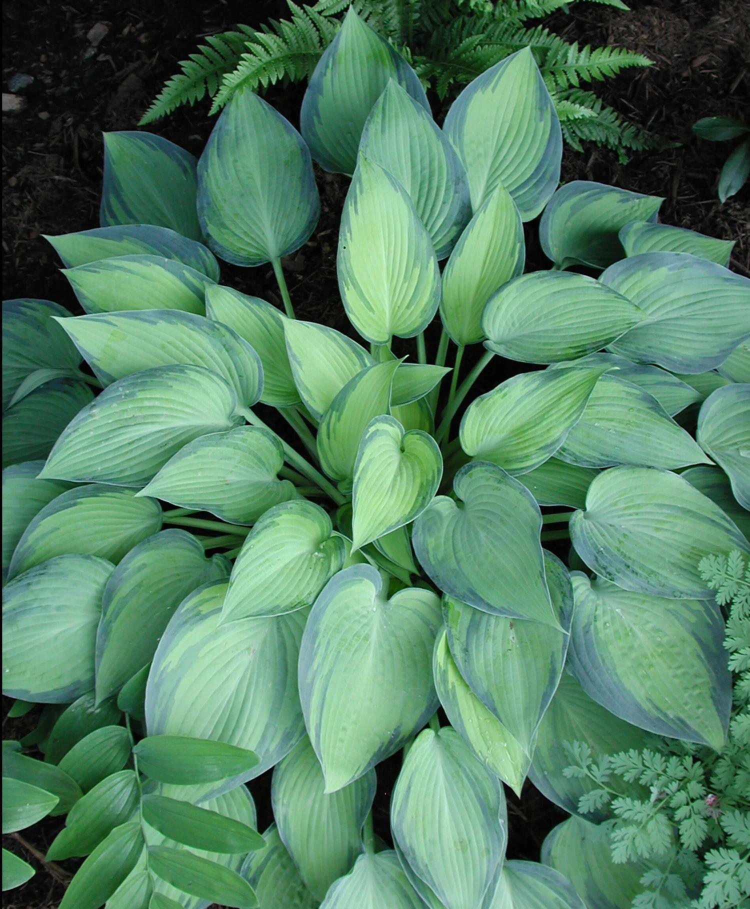 Hosta 'June' Plantain Lily 3 Hosta 'June' Plantain Lily