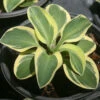 Hosta 'Mighty Mouse' Plantain Lily 1 Hosta 'Mighty Mouse' Plantain Lily -Rare Roots HST Mighty Mouse EZ
