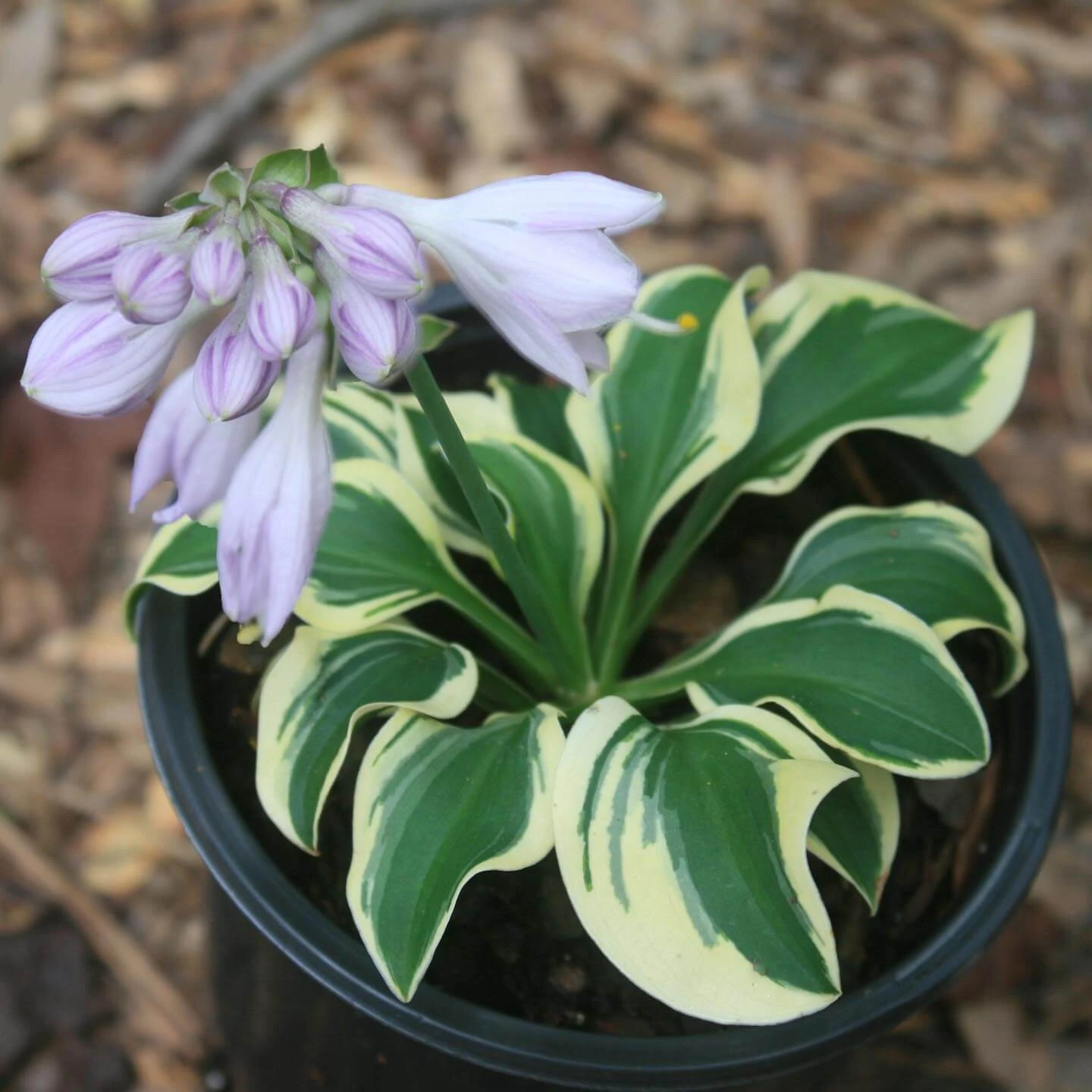 Hosta 'Mini Skirt' Plantain Lily 3 Hosta 'Mini Skirt' Plantain Lily