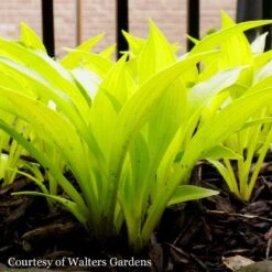Hosta 'Munchkin Fire' Plantain Lily 9 Hosta 'Munchkin Fire' Plantain Lily -Rare Roots HST Munchkin Fire WG