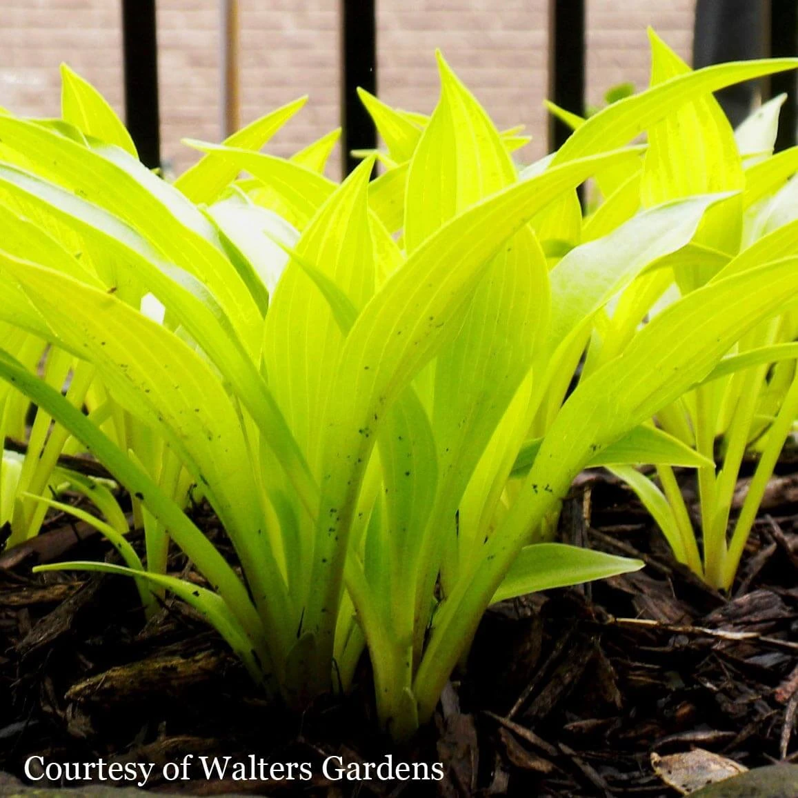 Hosta 'Munchkin Fire' Plantain Lily 6 Hosta 'Munchkin Fire' Plantain Lily - Image 4