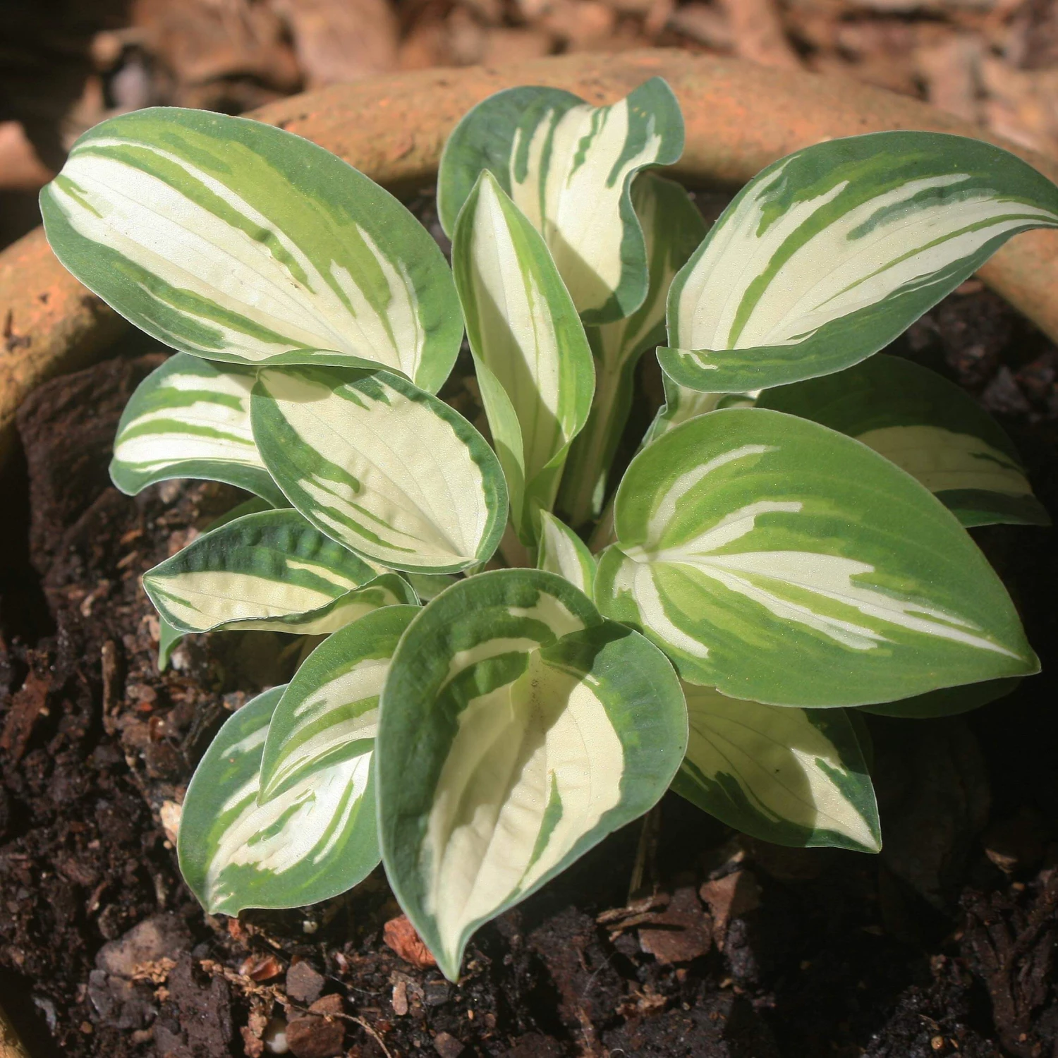 Hosta 'Pandora's Box' Plantain Lily 3 Hosta 'Pandora's Box' Plantain Lily