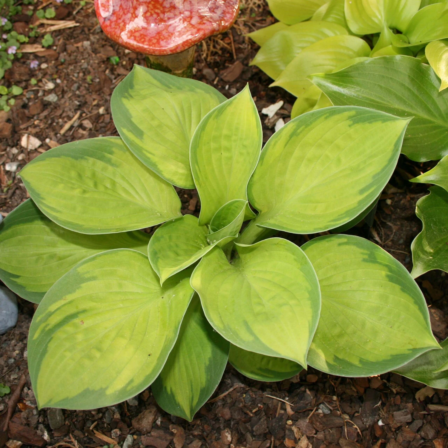 Hosta 'Rainforest Sunrise' Plantain Lily 3 Hosta 'Rainforest Sunrise' Plantain Lily
