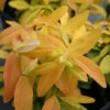 Hypericum 'Brigadoon' St. John's Wort 1 Hypericum 'Brigadoon' St. John's Wort -Rare Roots HYP Brigadoon spring color EZ