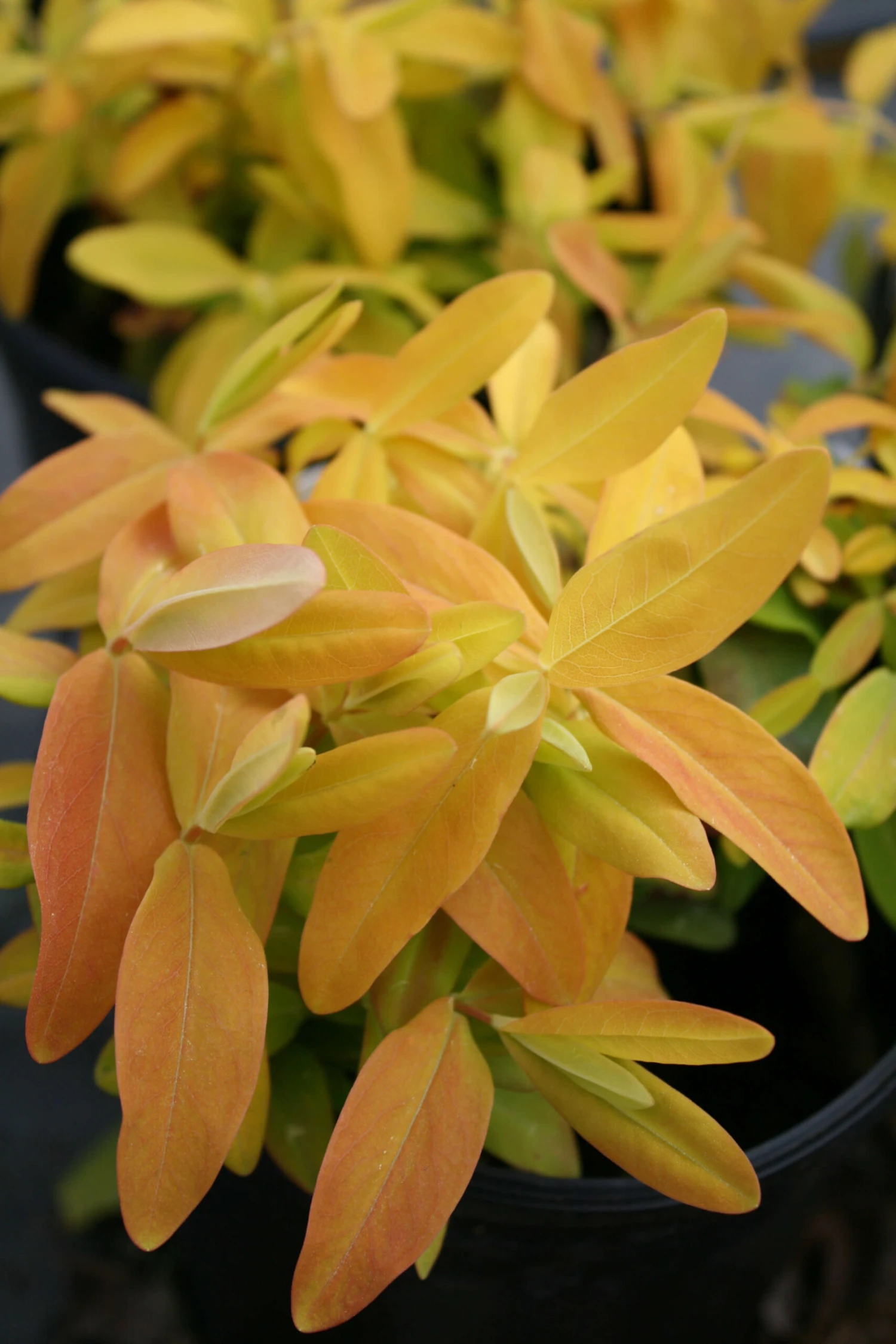 Hypericum 'Brigadoon' St. John's Wort 3 Hypericum 'Brigadoon' St. John's Wort