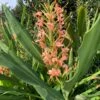 Hedychium 'Elizabeth' Hardy Ginger 1 Hedychium 'Elizabeth' Hardy Ginger -Rare Roots Hedychium Elizabeth 3