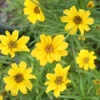 Helianthus 'Autumn Gold' Willowleaf Sunflower -Rare Roots Helianthus Autumn Gold Sunflower