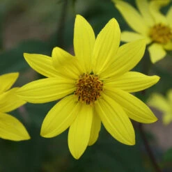 Helianthus Microcephalus 'Lemon Queen' Sunflower