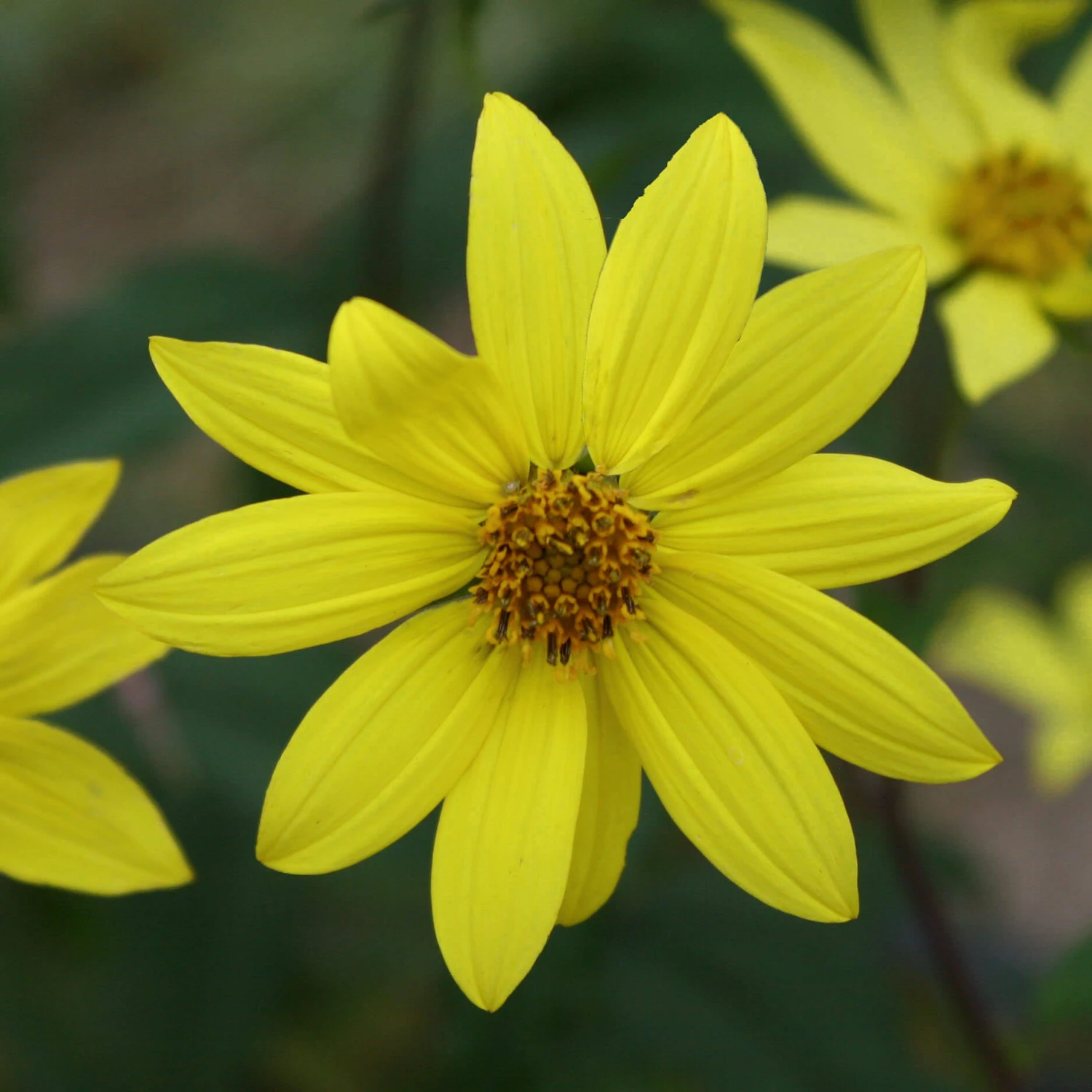 Helianthus Microcephalus 'Lemon Queen' Sunflower 3 Helianthus Microcephalus 'Lemon Queen' Sunflower