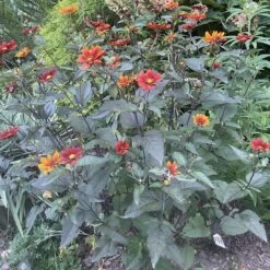 Heliopsis Scabra 'Bleeding Hearts' Smooth Ox-Eye Daisy 7 Heliopsis Scabra 'Bleeding Hearts' Smooth Ox-Eye Daisy -Rare Roots Heliopsis scabra Bleeding Hearts False Sunflower 2