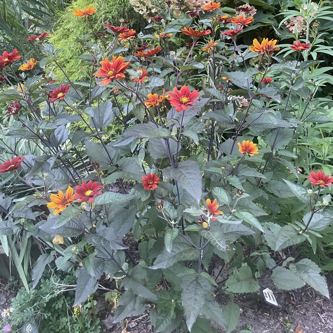 Heliopsis Scabra 'Bleeding Hearts' Smooth Ox-Eye Daisy 5 Heliopsis Scabra 'Bleeding Hearts' Smooth Ox-Eye Daisy - Image 3