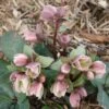 Helleborus X Nigersmithii 'Ivory Prince' Lenten Rose 1 Helleborus X Nigersmithii 'Ivory Prince' Lenten Rose -Rare Roots Helleborus Ivory Prince