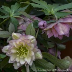 Helleborus 'Mother Of Bride' Lenten Rose
