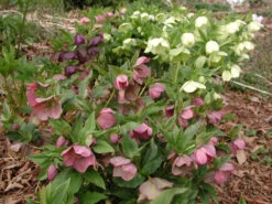 Helleborus 'Pine Knot Strain' Lenten Rose 8 Helleborus 'Pine Knot Strain' Lenten Rose -Rare Roots Helleborus Pine Knot 2