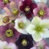 Helleborus 'Pine Knot Strain' Lenten Rose -Rare Roots Helleborus Pine Knot Strain Lenten Rose