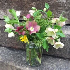 Helleborus 'Pine Knot Strain' Lenten Rose 9 Helleborus 'Pine Knot Strain' Lenten Rose -Rare Roots Helleborus Pine Knot Strain Lenten Rose 2