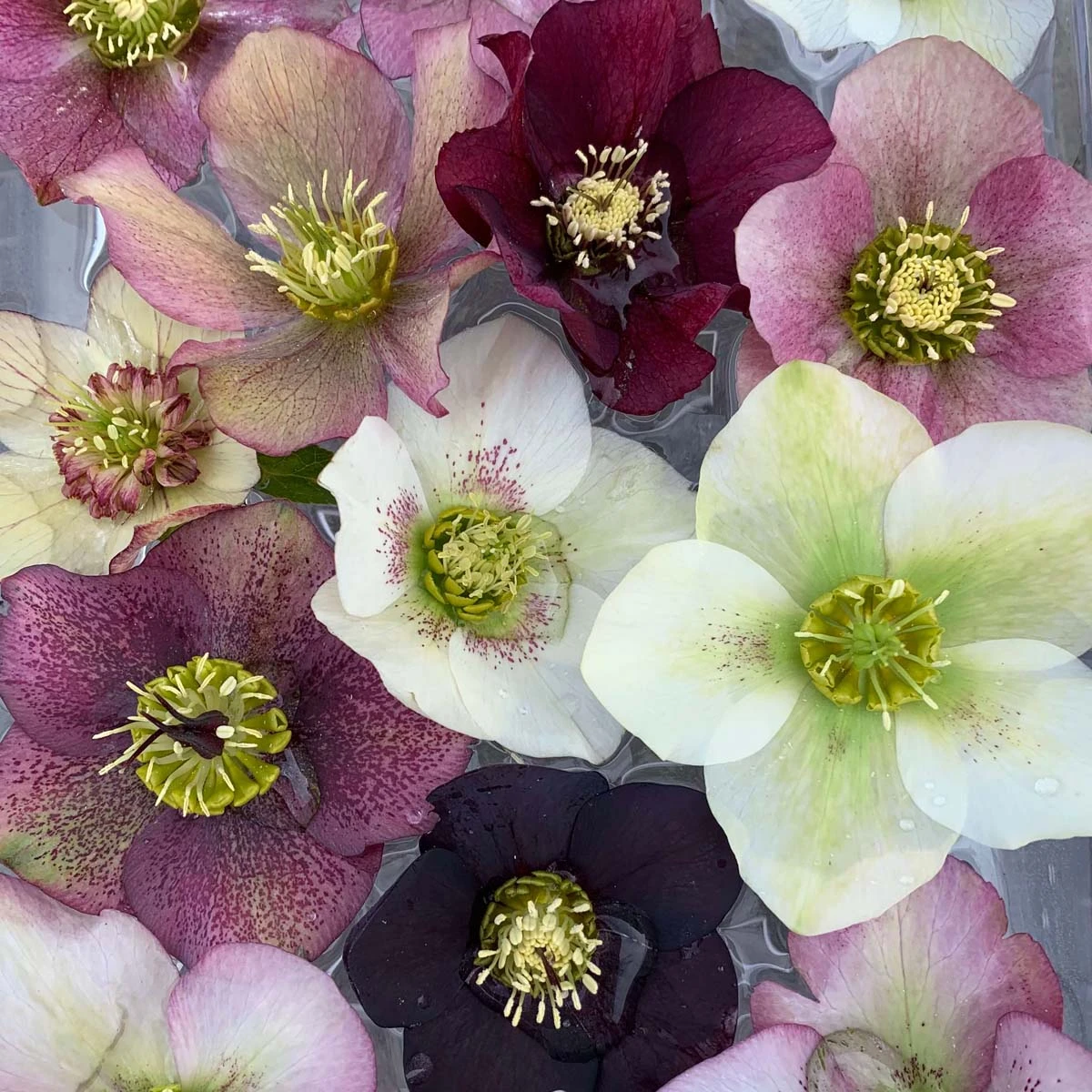 Helleborus 'Pine Knot Strain' Lenten Rose 3 Helleborus 'Pine Knot Strain' Lenten Rose