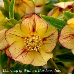 Helleborus 'Tropical Sunset' Lenten Rose