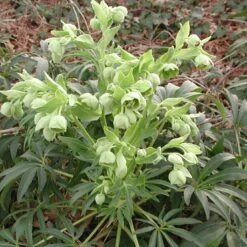 Helleborus Foetidus - Stinking Hellebore