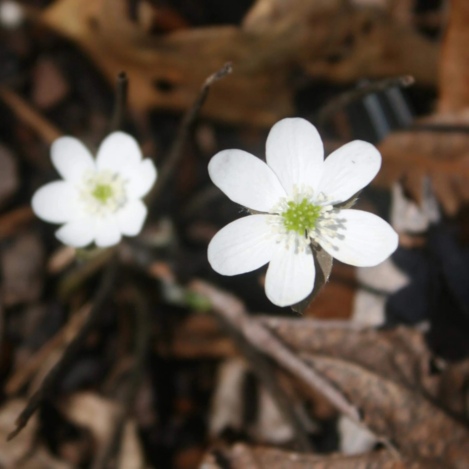 Hepatica Acutiloba Sharp Lobed Hepatica 5 Hepatica Acutiloba Sharp Lobed Hepatica - Image 3