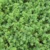 Herniaria Glabra Green Carpet Rupturewort 2 Herniaria Glabra Green Carpet Rupturewort -Rare Roots Herniaria glabra green carpet