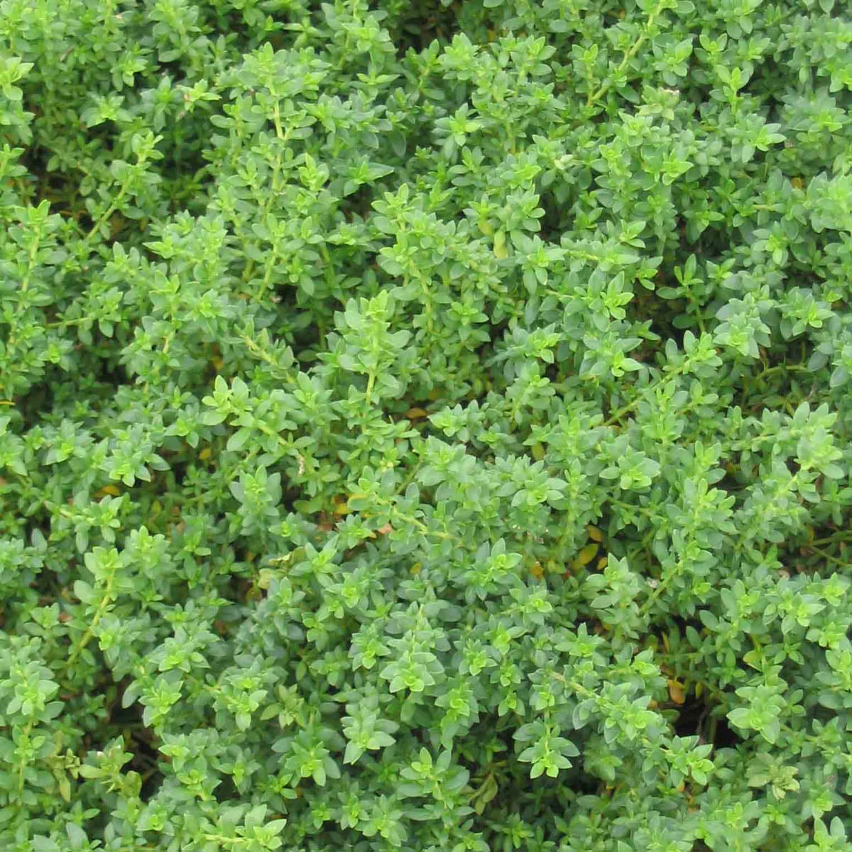 Herniaria Glabra Green Carpet Rupturewort 3 Herniaria Glabra Green Carpet Rupturewort