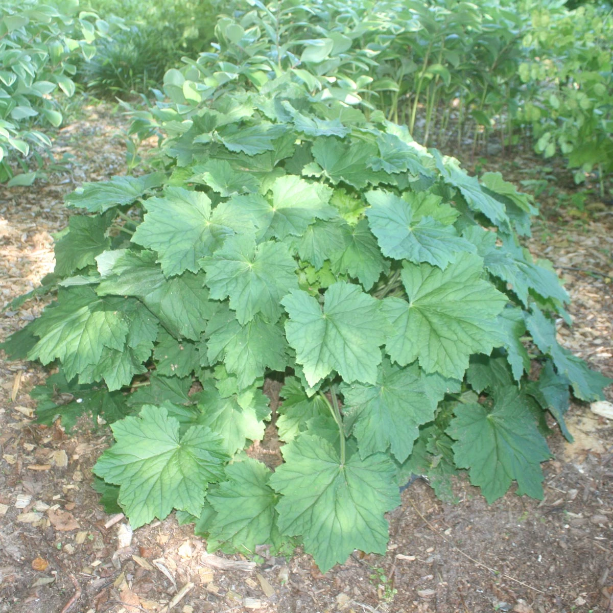 Heuchera Villosa 'Autumn Bride' Coral Bells/Alumroot 4 Heuchera Villosa 'Autumn Bride' Coral Bells/Alumroot - Image 2