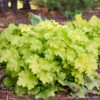 Heuchera 'Lemon Love' Coral Bells -Rare Roots Heuchera LemonLove