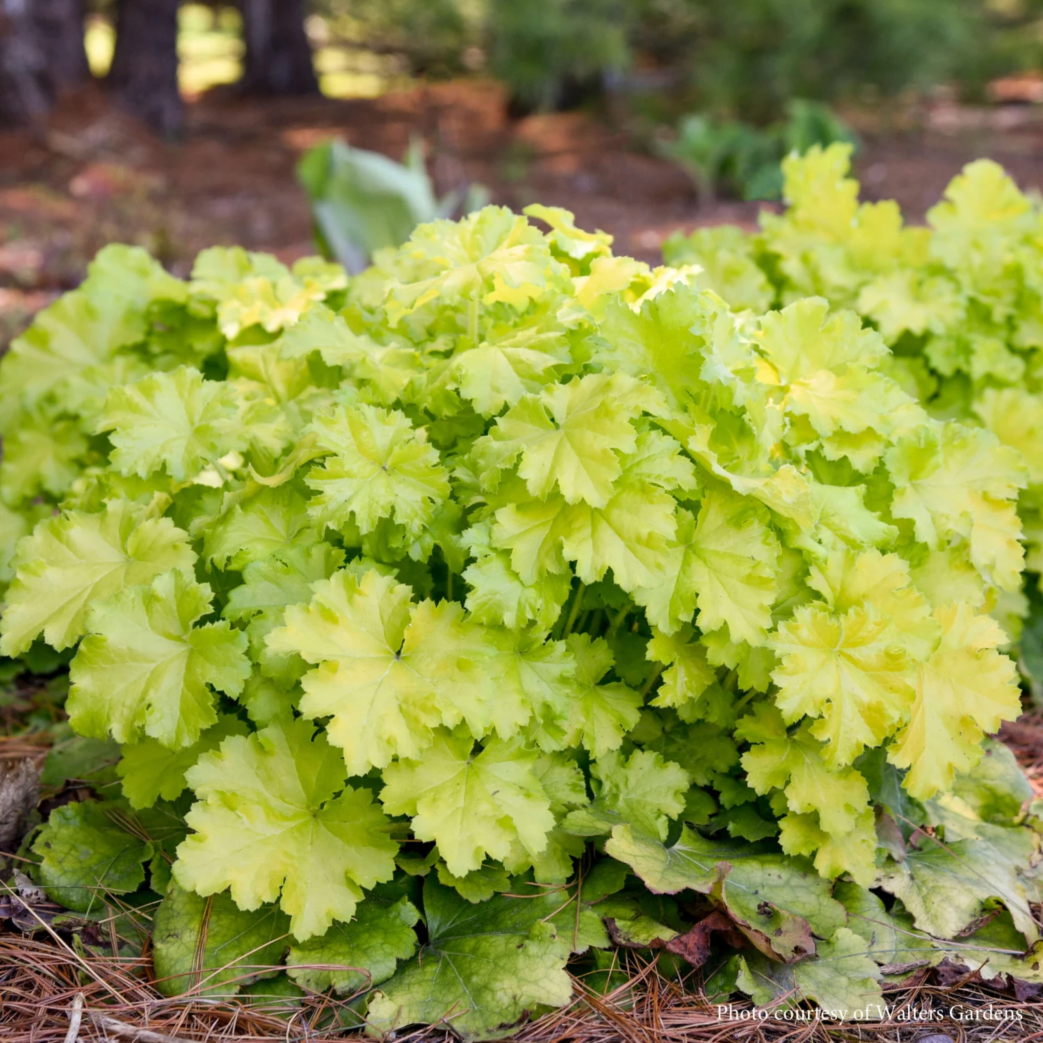 Heuchera 'Lemon Love' Coral Bells 3 Heuchera 'Lemon Love' Coral Bells