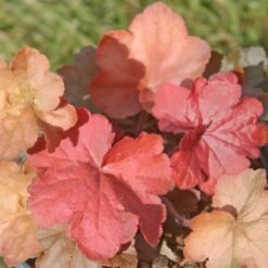Heuchera 'Orange Dream' Coral Bells