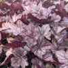 Heuchera 'Pink Panther' Coral Bells 1 Heuchera 'Pink Panther' Coral Bells -Rare Roots Heuchera Pink Panther Coral Bells