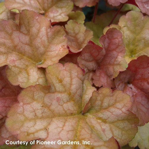 Heuchera 'Pinot Gris' Coral Bells 3 Heuchera 'Pinot Gris' Coral Bells