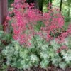Heuchera 'Snow Angel' Coral Bells 1 Heuchera 'Snow Angel' Coral Bells -Rare Roots Heuchera Snow Angel
