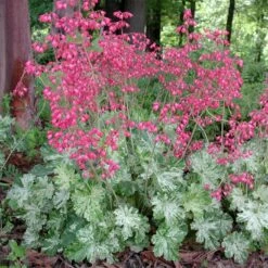 Heuchera 'Snow Angel' Coral Bells