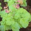Heuchera 'Sweet Tart' Coral Bells 2 Heuchera 'Sweet Tart' Coral Bells -Rare Roots Heuchera Sweet Tart