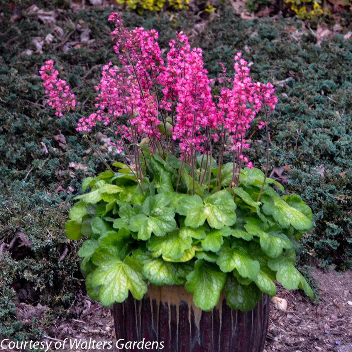Heuchera 'Timeless Glow' Coral Bells 4 Heuchera 'Timeless Glow' Coral Bells - Image 2