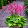 Heuchera 'Timeless Glow' Coral Bells 1 Heuchera 'Timeless Glow' Coral Bells -Rare Roots Heuchera Timeless Glow WG